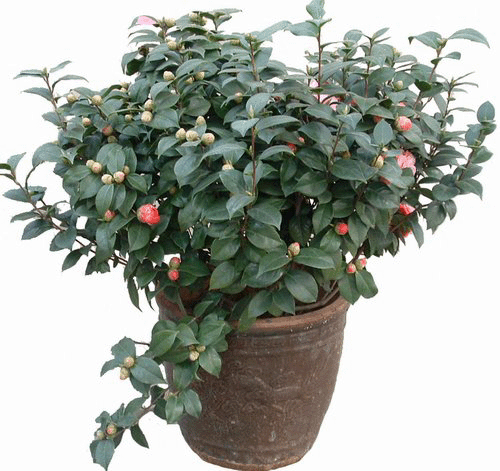 茶花--深圳市植物盆花租擺