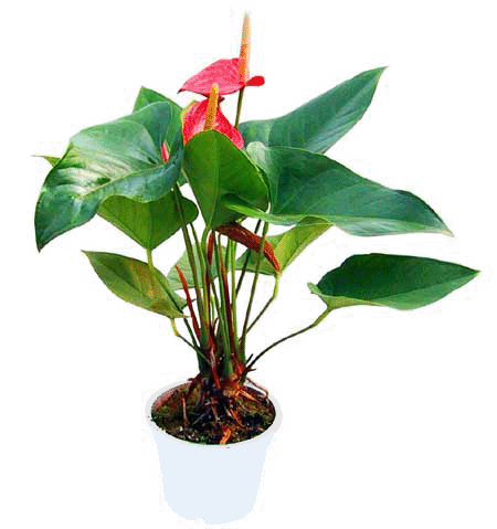 紅掌--深圳市植物盆花租擺